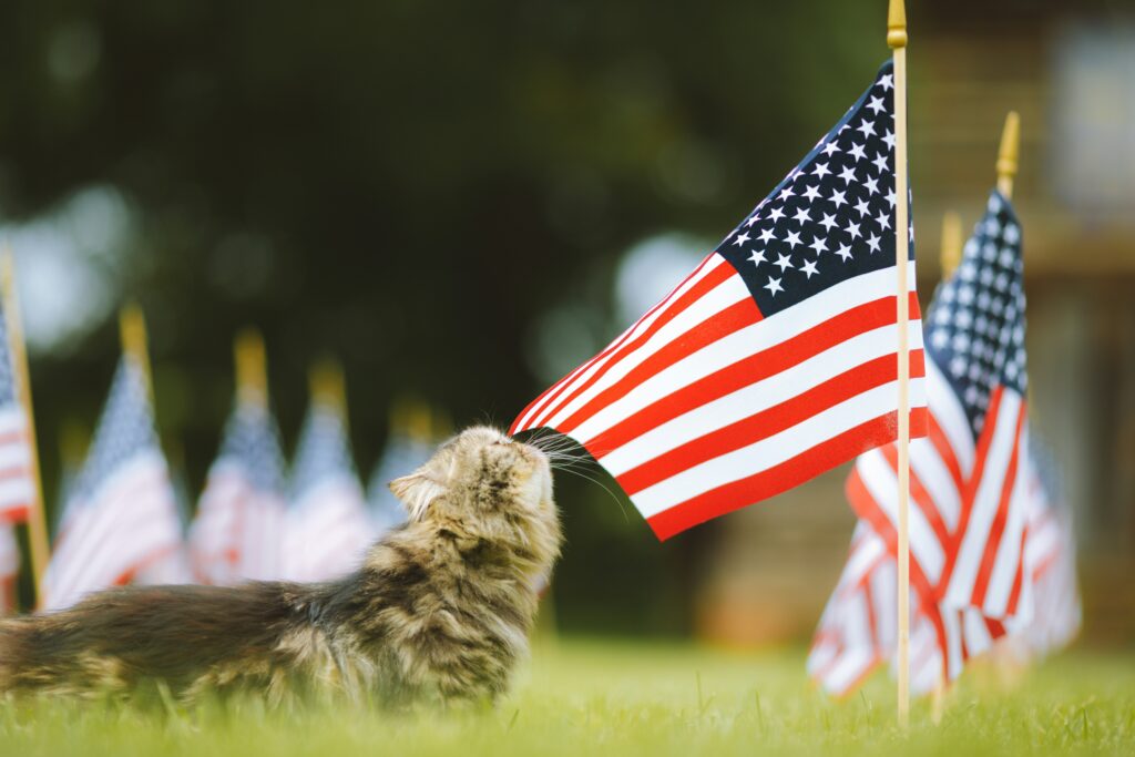 A cat sniffs the American flag