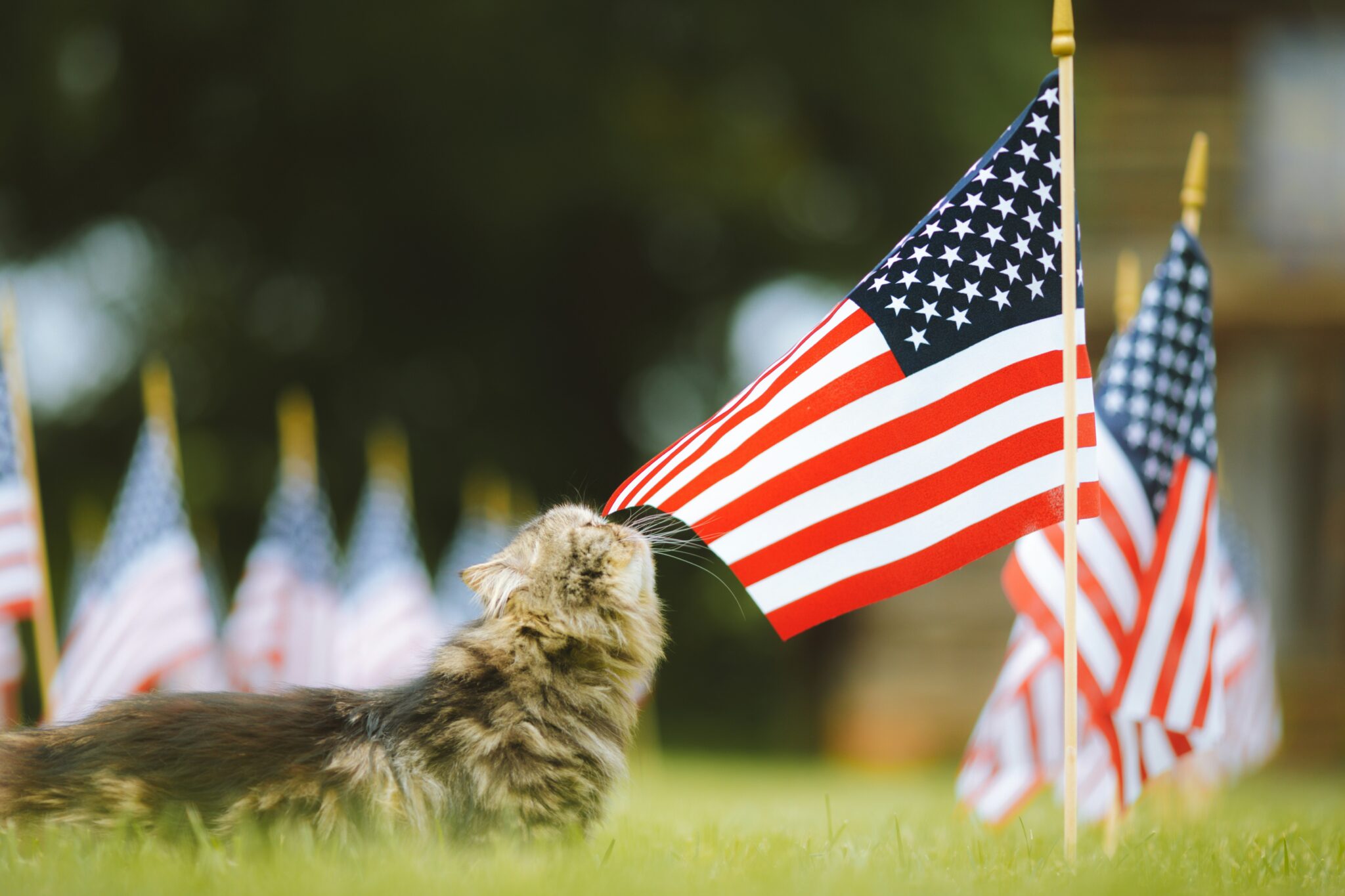 A cat sniffs the American flag
