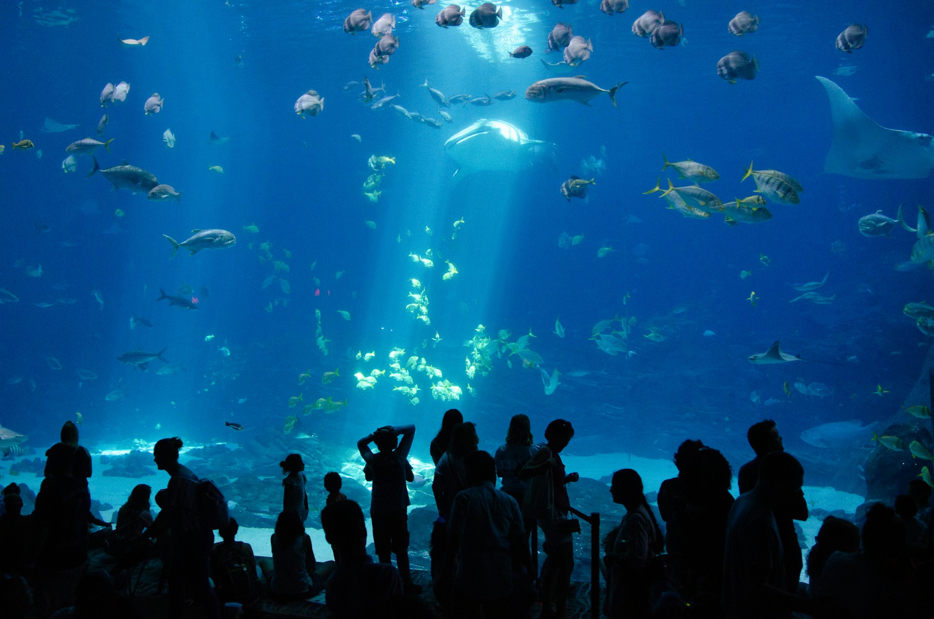 Georgia Aquarium